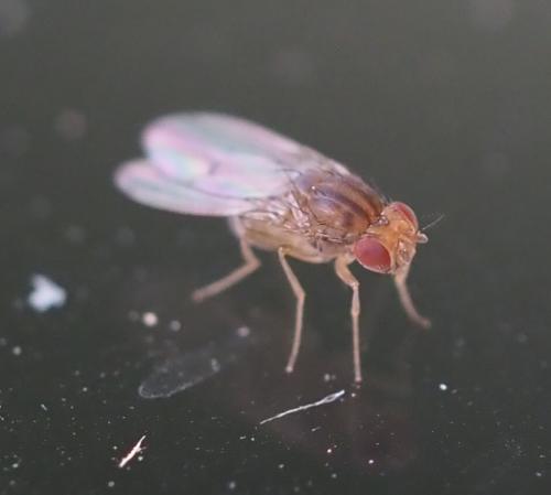 Drosophila immigrans